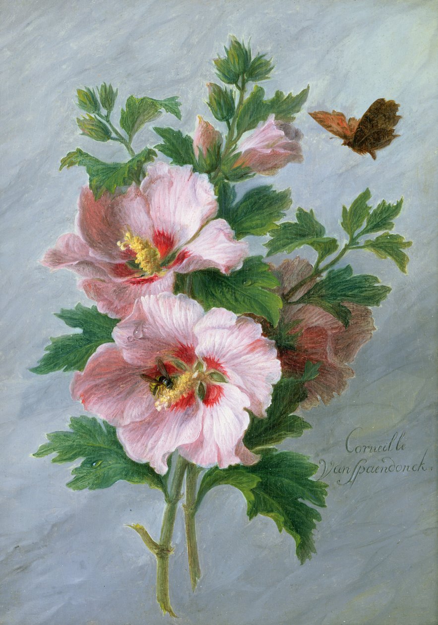 Hibiscus tegen een marmeren rand door Cornelis van Spaendonck