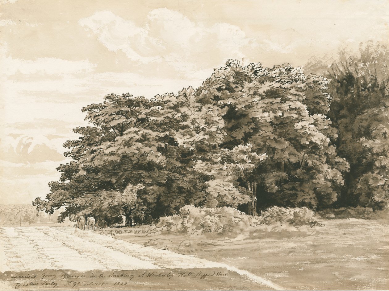 Wrottesley Hall - De Struikgewas: sepia tekening, 1820 door Cornelius Varley