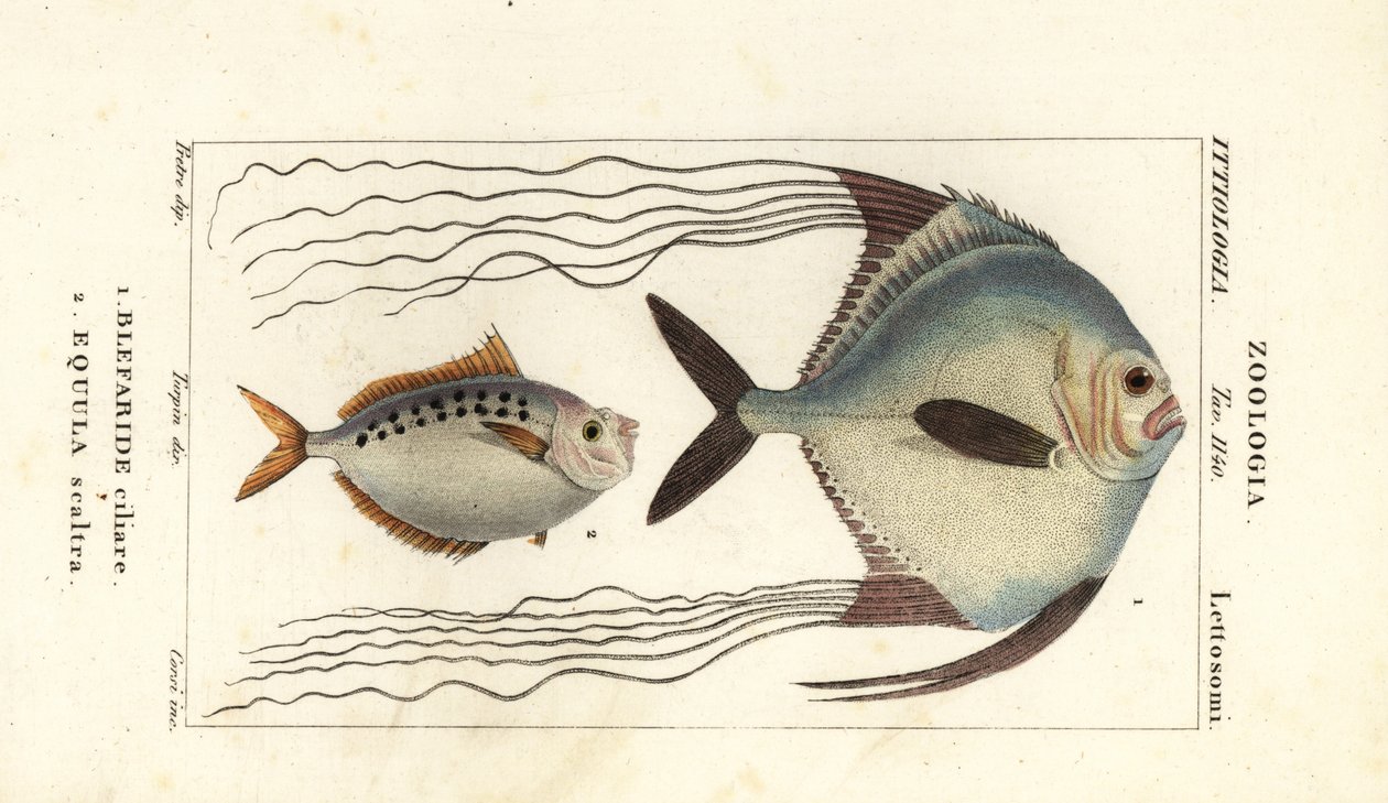 Afrikaanse pompano, Alectis ciliaris, Blepharis ciliaris, Blefaride ciliare en ponyvis, Poulain ruse, Leiognathus equulus door Corsi Corsi