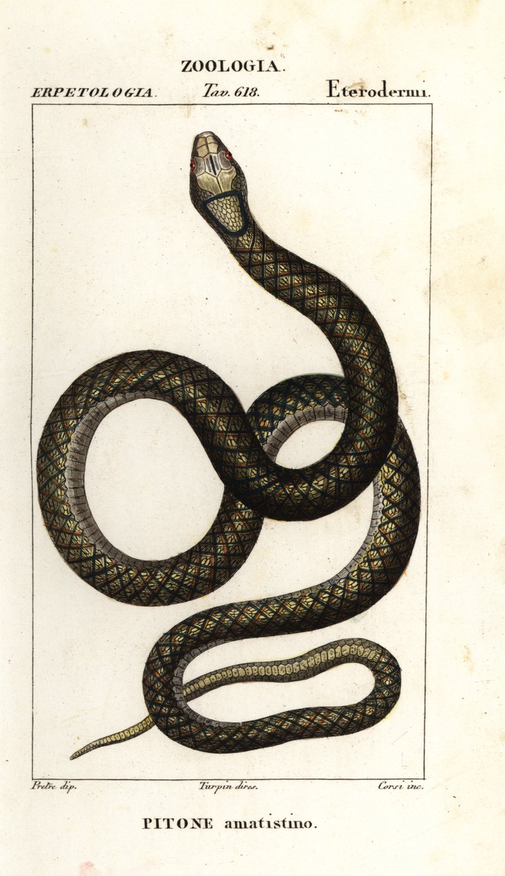 Amethistpython, Simalia amethistina door Corsi Corsi
