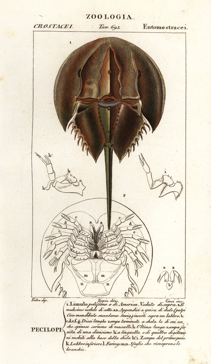 Atlantische degenkrab, Limulus polyphemus door Corsi Corsi