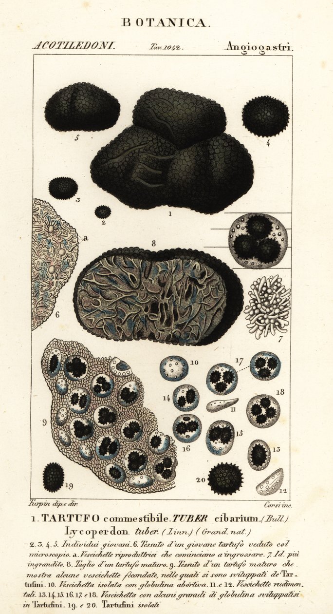 Zwarte truffel, Tuber melanosporum door Corsi Corsi