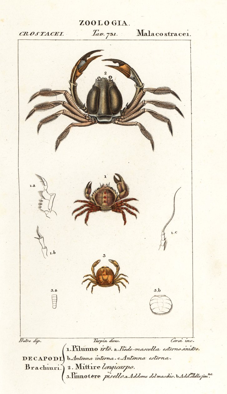 Stekelige krab, Pilumnus hirtellus, lichtblauwe soldatenkrab, Mictyris longicarpus, erwtenkrab, Pinnotheres pisum door Corsi Corsi