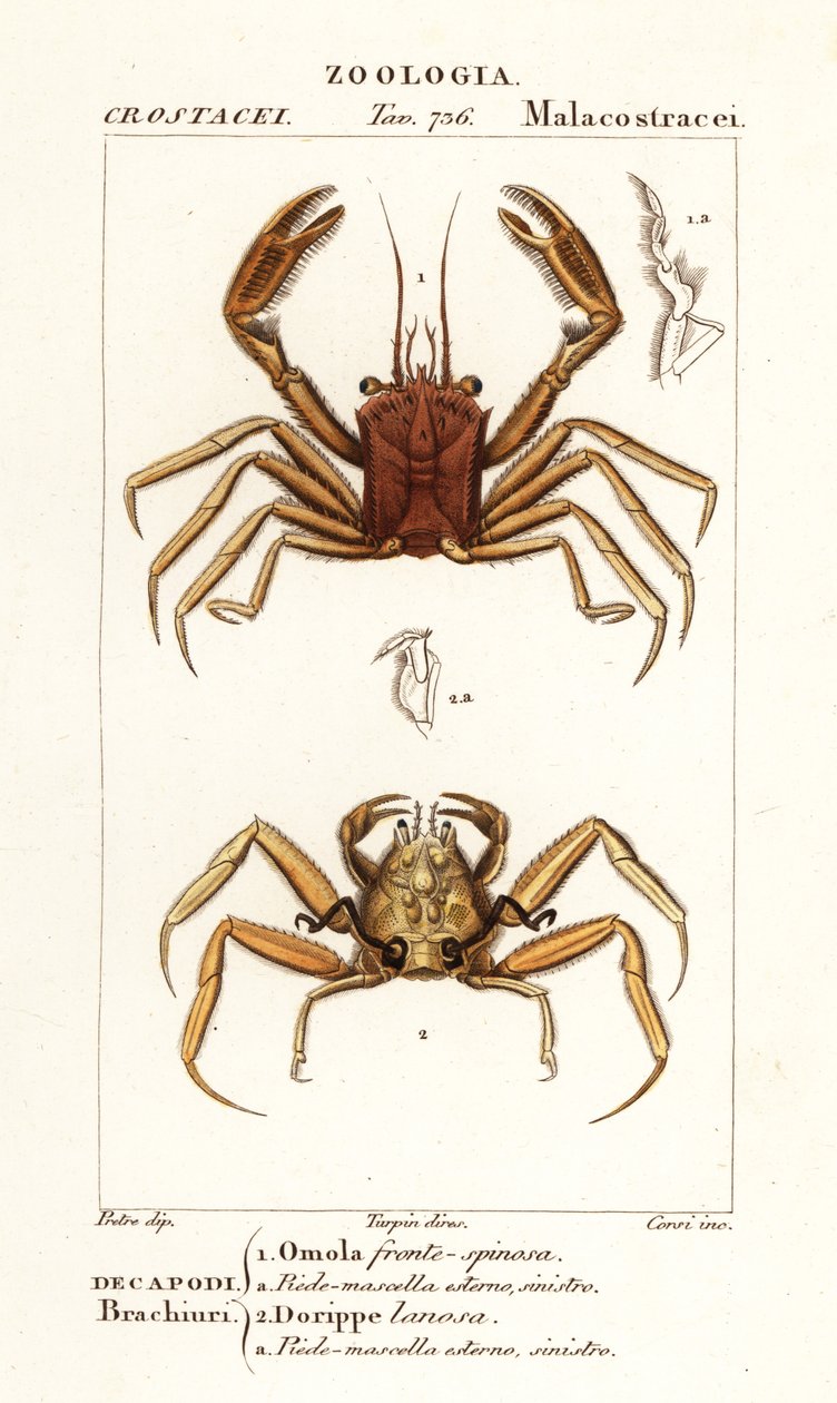 Draagkrab en dorripd krab door Corsi Corsi
