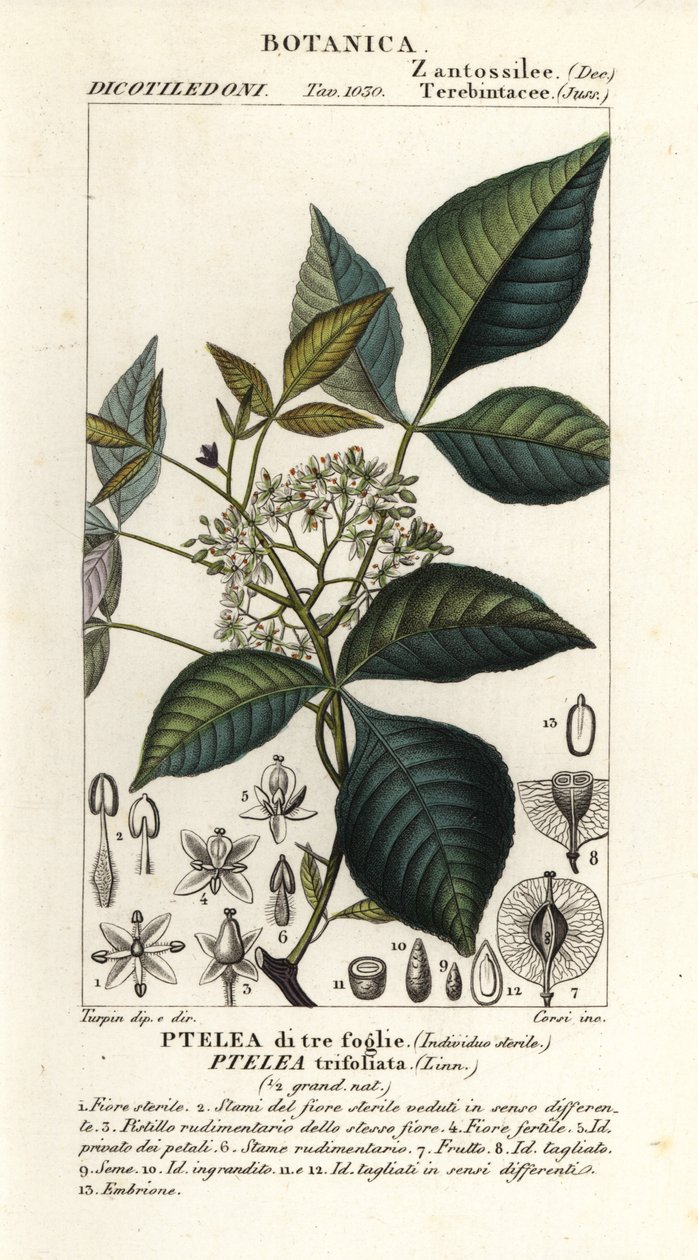 Gewone hopboom, Ptelea trifoliata door Corsi Corsi