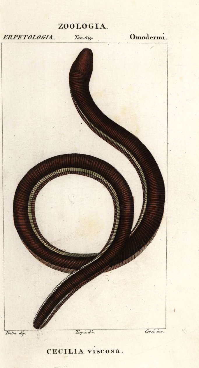 Gewone geelgestreepte wormsalamander, Ichthyophis glutinosus door Corsi Corsi