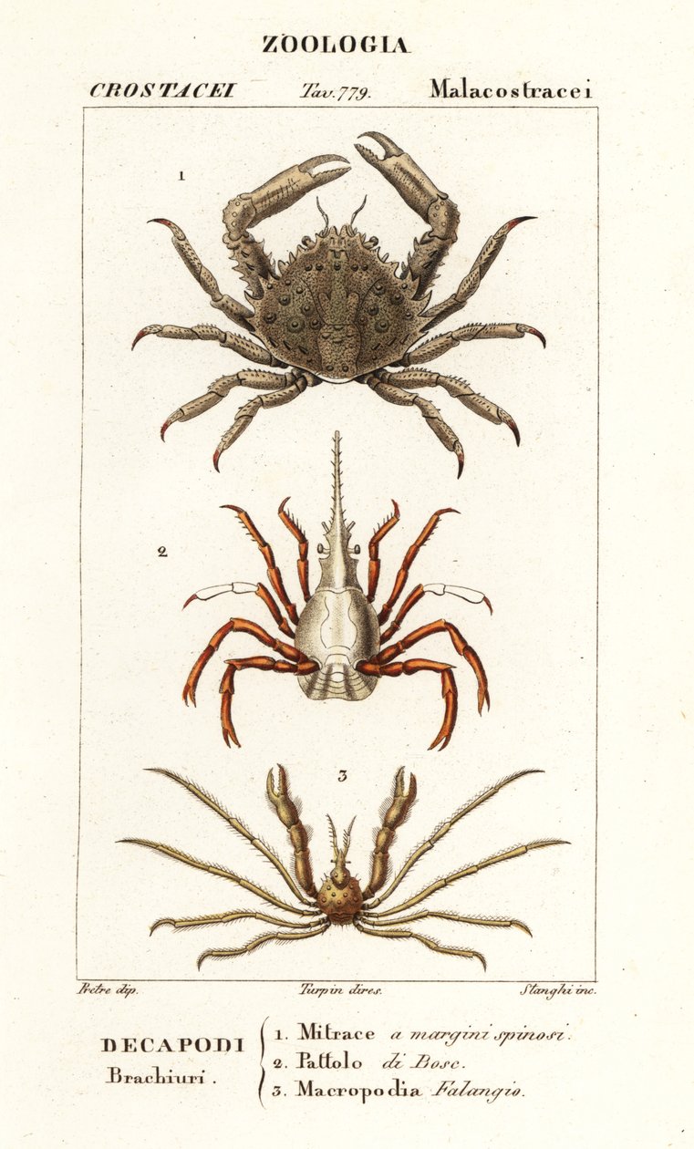 Koraalkrab, pijlpuntkrab en Leach