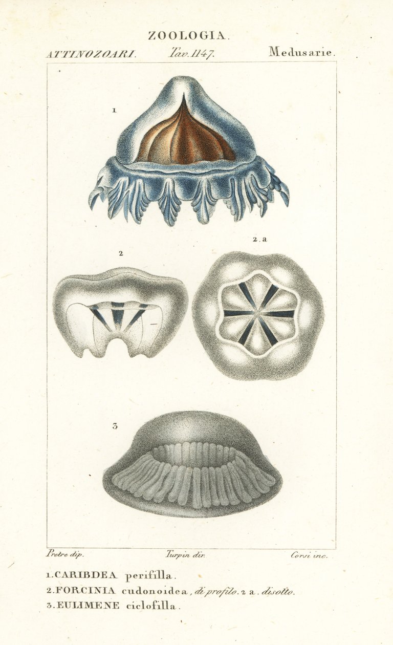 Helmkwallen, Periphylla periphylla 1, Phorcynia cudonoidea 2, en Eulimene ciclophylla 3 door Corsi Corsi