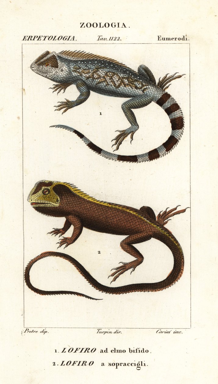 Lierkop hagedis, Lyriocephalus scutatus en duikhagedis of mophead leguaan, Uranoscodon superciliosus door Corsi Corsi