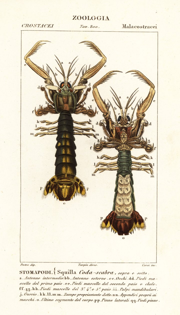 Bidsprinkhaankreeft, Lysiosquilla scabricauda door Corsi Corsi
