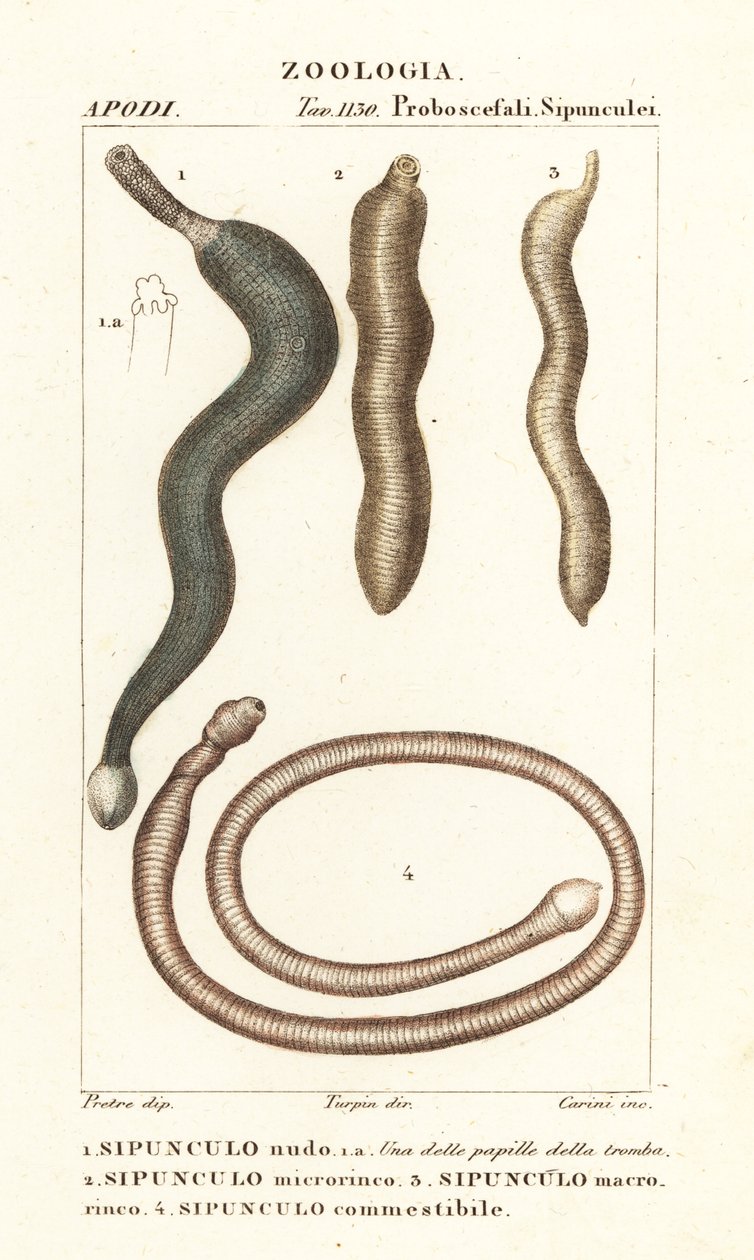 Pindawormen, Sipunculus nudus 1, Siphonosoma cumanense 4, enz. door Corsi Corsi