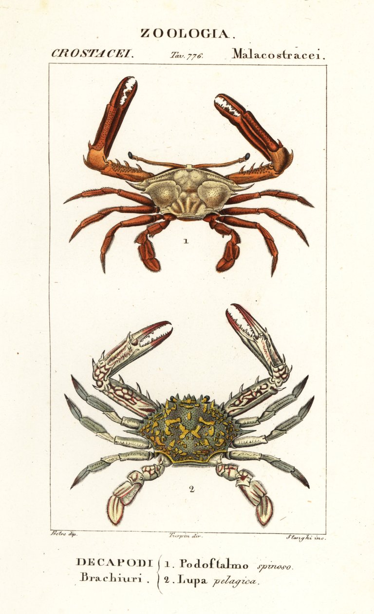 Periscoopkrab en bloemkrab door Corsi Corsi