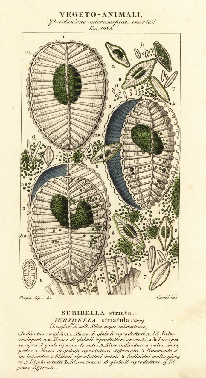 Plankton, Surirella striatula, Surirella striata door Corsi Corsi