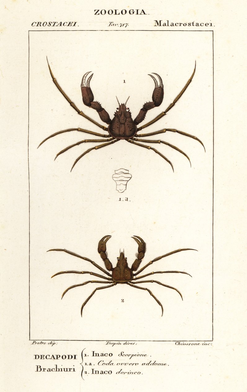 Schorpioen spinnenkrab en Leach