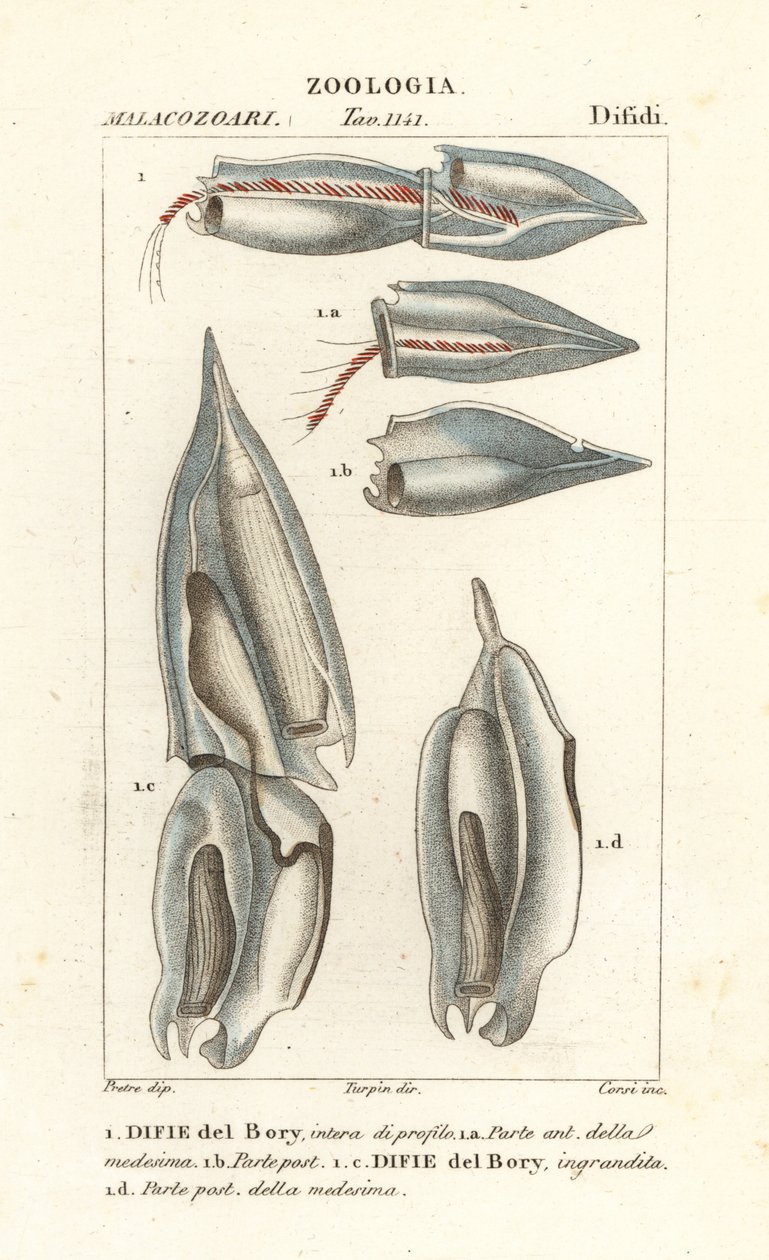 Sifonoforen, Diphyes dispar, Diphyes boryi, Difie del Bory door Corsi Corsi