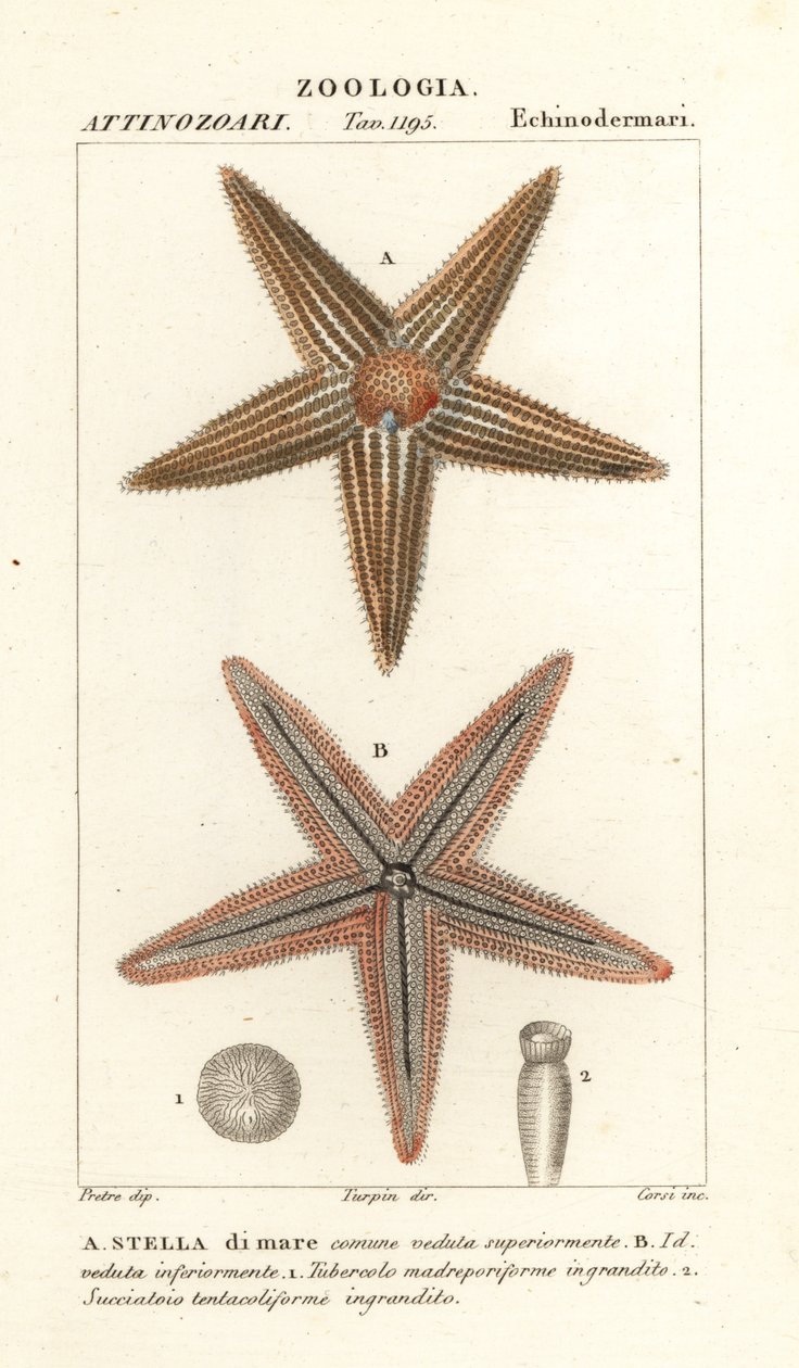 Zeester of zeester, Asterias rubens door Corsi Corsi