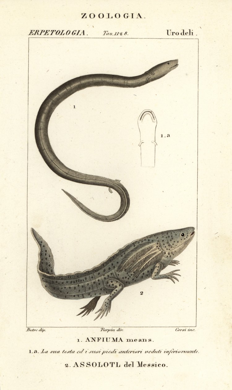 Twee-tenige amfibie, Amphiuma means, en ernstig bedreigde axolotl of Mexicaanse wandelvis, Ambystoma mexicanum door Corsi Corsi