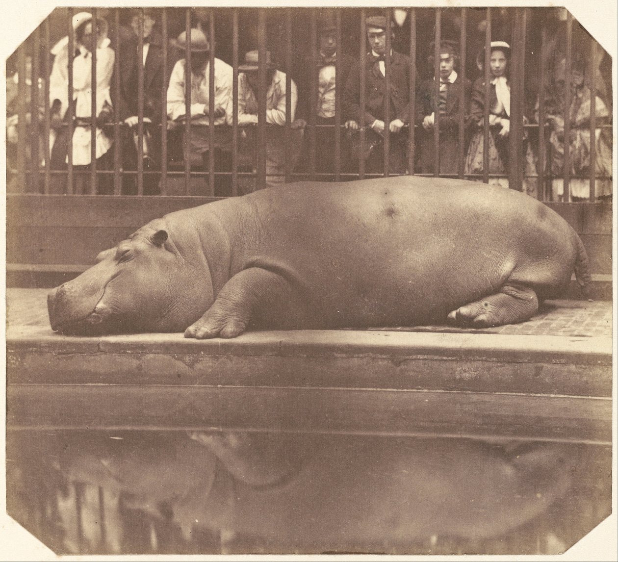 Het nijlpaard in de dierentuin, Regent