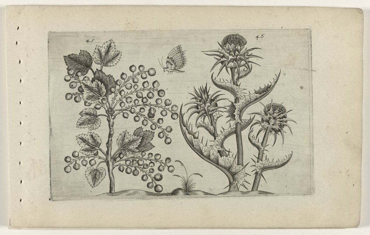 Aalbes en Mariadistel door Crispijn van de Passe (I) (attributed to)