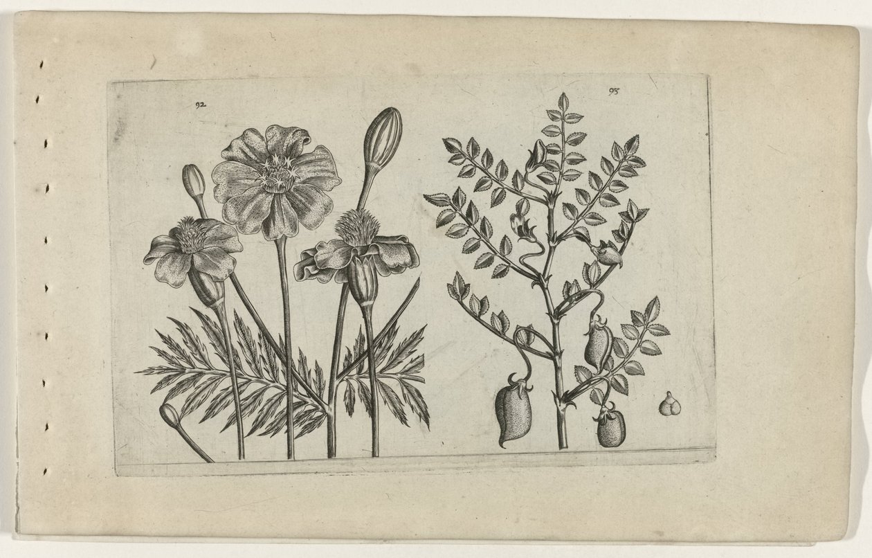 Afrikaantje en kikkererwt door Crispijn van de Passe (I) (attributed to)