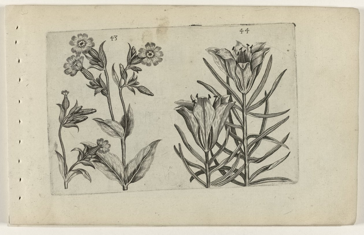 Dagkoekoeksbloem en roggelelie door Crispijn van de Passe (I) (attributed to)