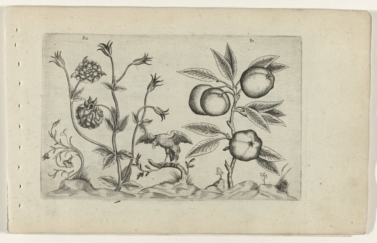 Dubbele akelei en appel door Crispijn van de Passe (I) (attributed to)