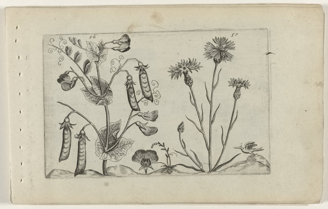 Erwt en korenbloem door Crispijn van de Passe (I) (attributed to)