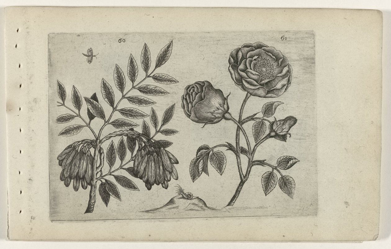 Es en roos door Crispijn van de Passe (I) (attributed to)
