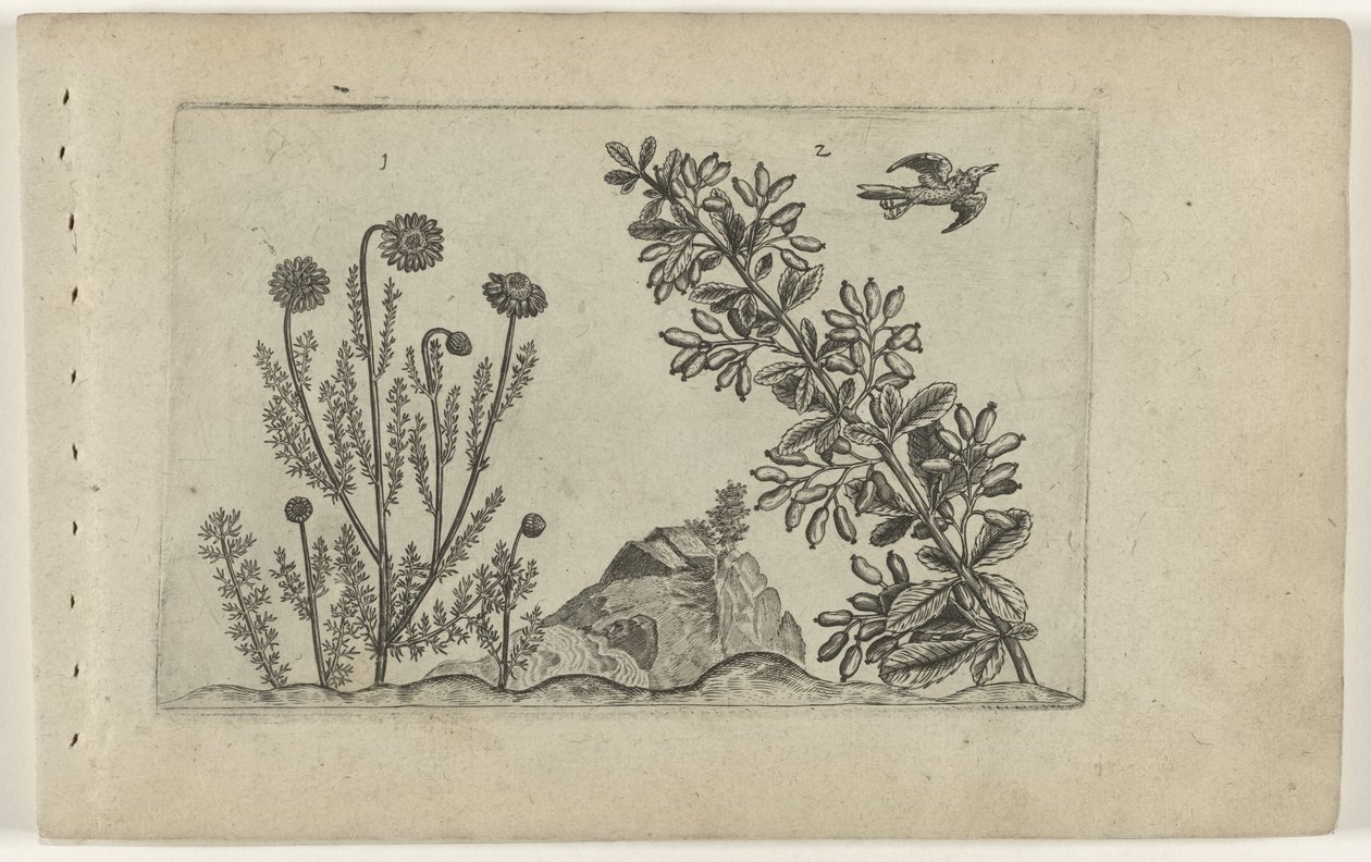 Gewone kamille en zuurbes door Crispijn van de Passe (I) (attributed to)