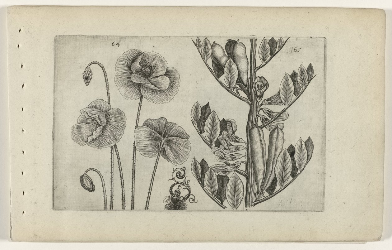 Grote klaproos en tuinboon door Crispijn van de Passe (I) (attributed to)