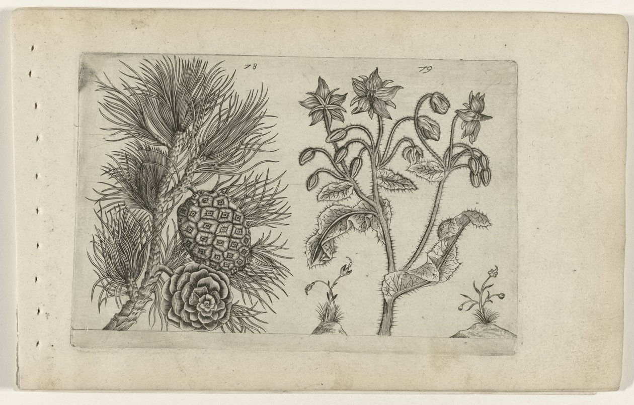 Grove den en bernagie door Crispijn van de Passe (I) (attributed to)