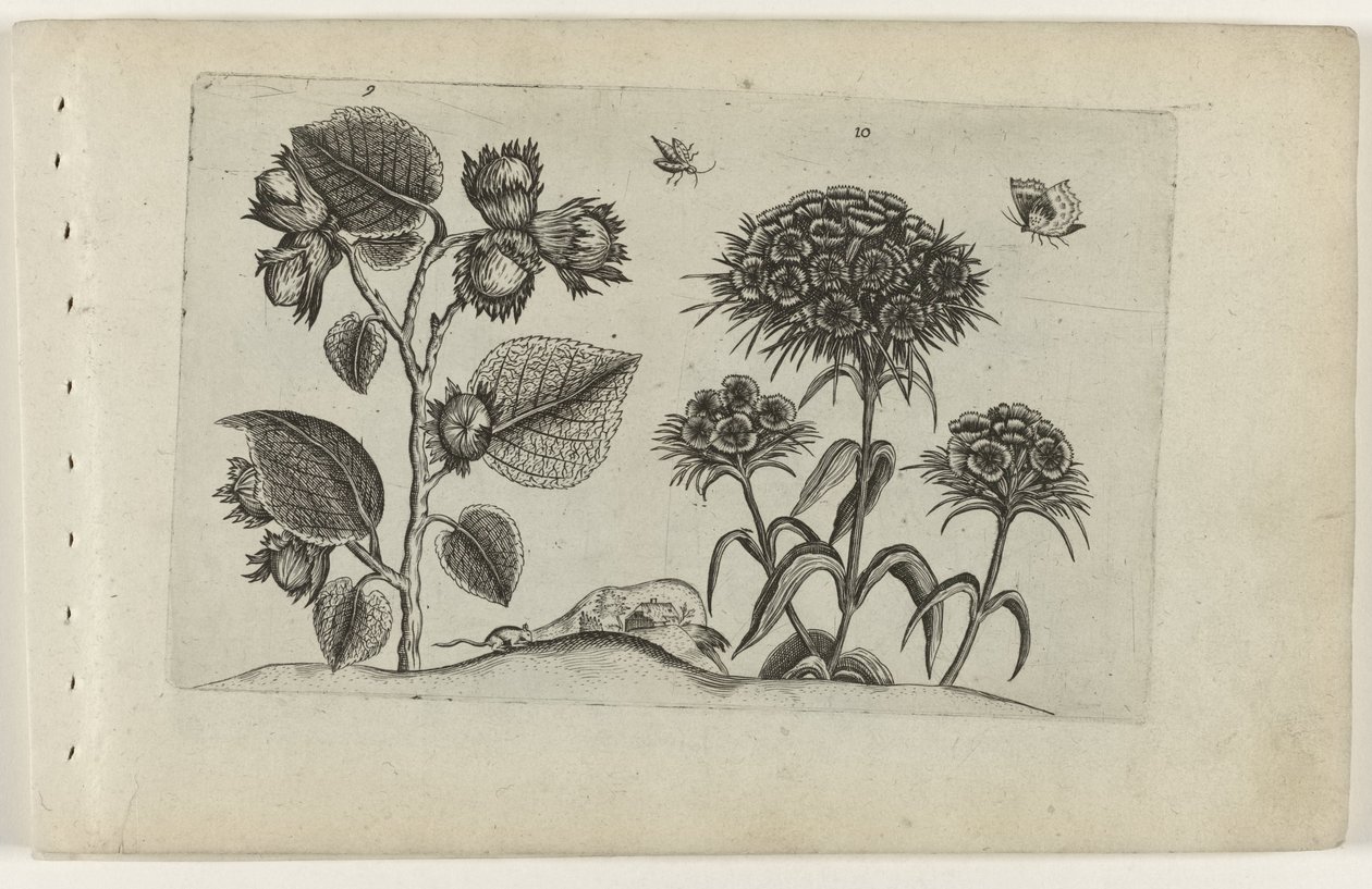 Hazelaar en duizendschoon door Crispijn van de Passe (I) (attributed to)
