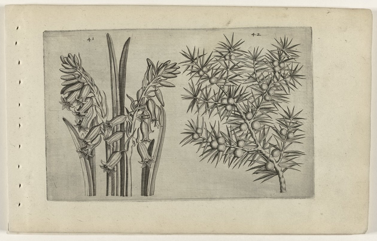 Hyacint en jeneverbes (Cognoscite lilia) door Crispijn van de Passe (I) (attributed to)