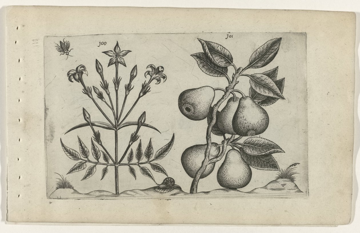 Jasmijn en peer door Crispijn van de Passe (I) (attributed to)