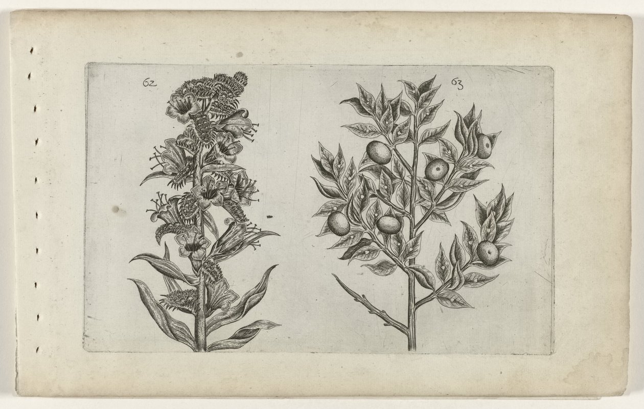 Kromhals en muisdoorn door Crispijn van de Passe (I) (attributed to)