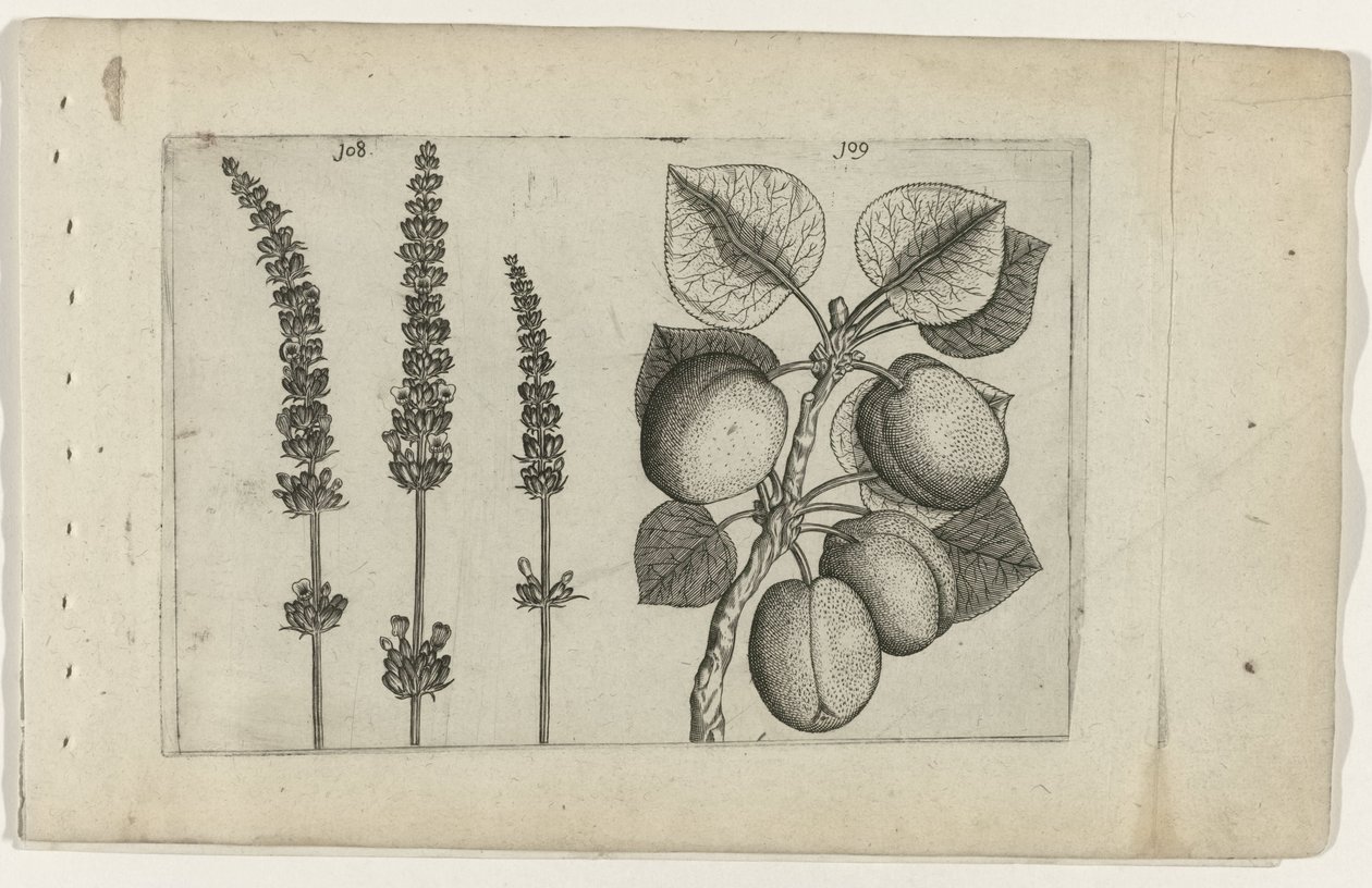 Lavendel en abrikoos door Crispijn van de Passe (I) (attributed to)