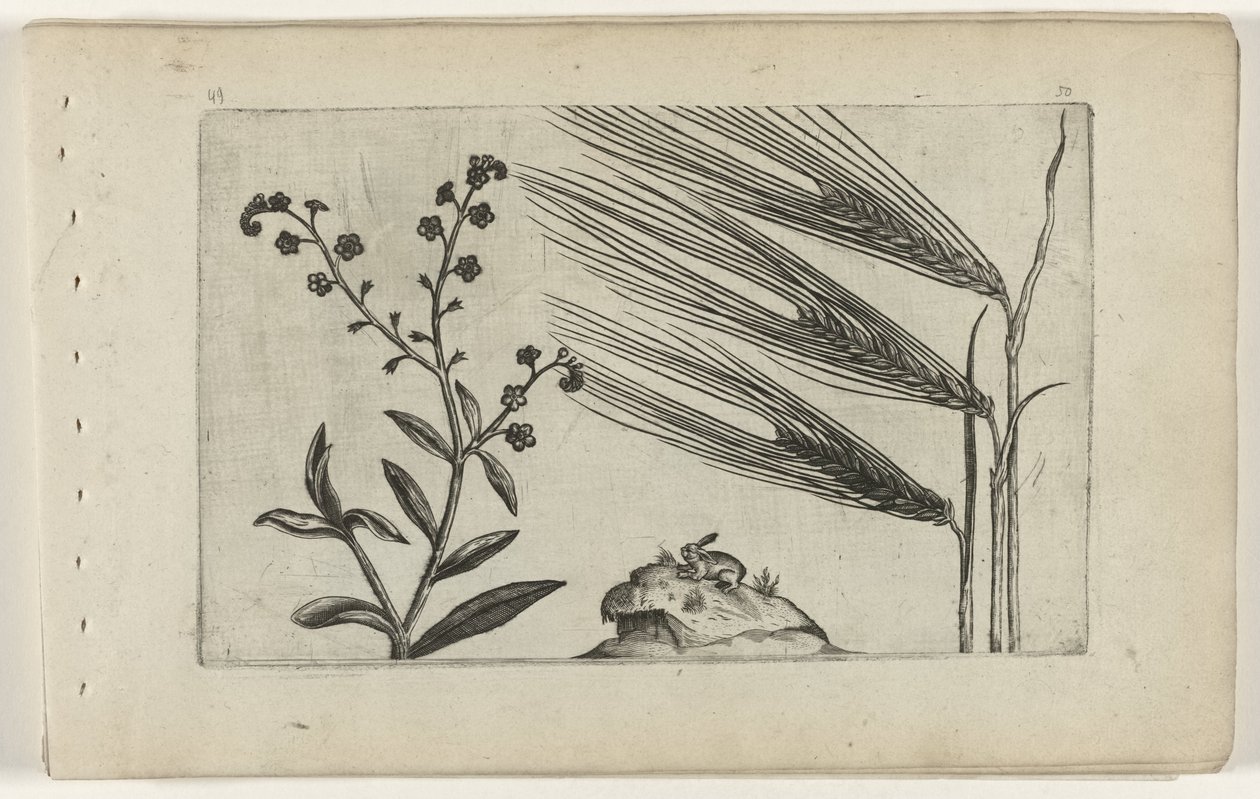 Moerasvergeet-mij-nietje en gerst (serietitel) door Crispijn van de Passe (I) (attributed to)