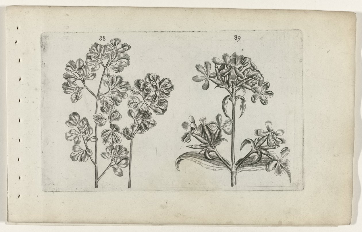 Muurvaren en zeepkruid (Cognoscite lilia) door Crispijn van de Passe (I) (attributed to)