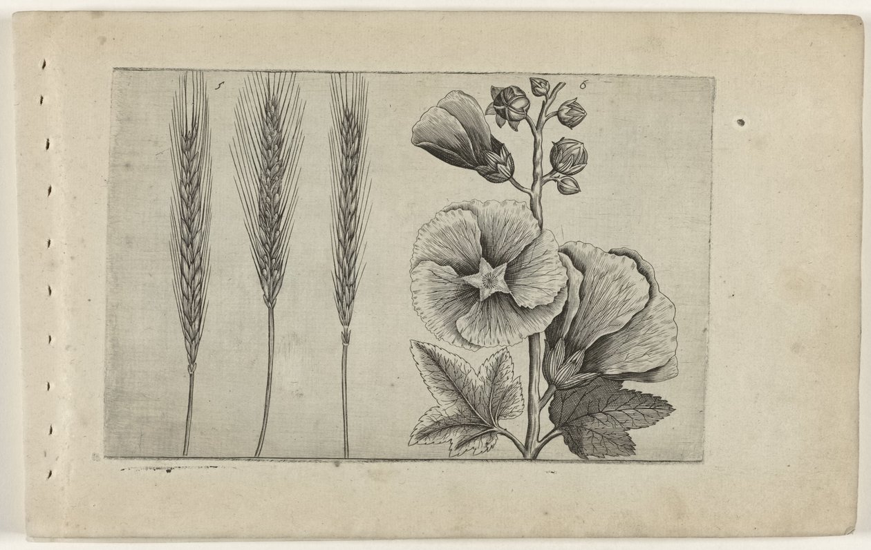 Rogge en stokroos door Crispijn van de Passe (I) (attributed to)