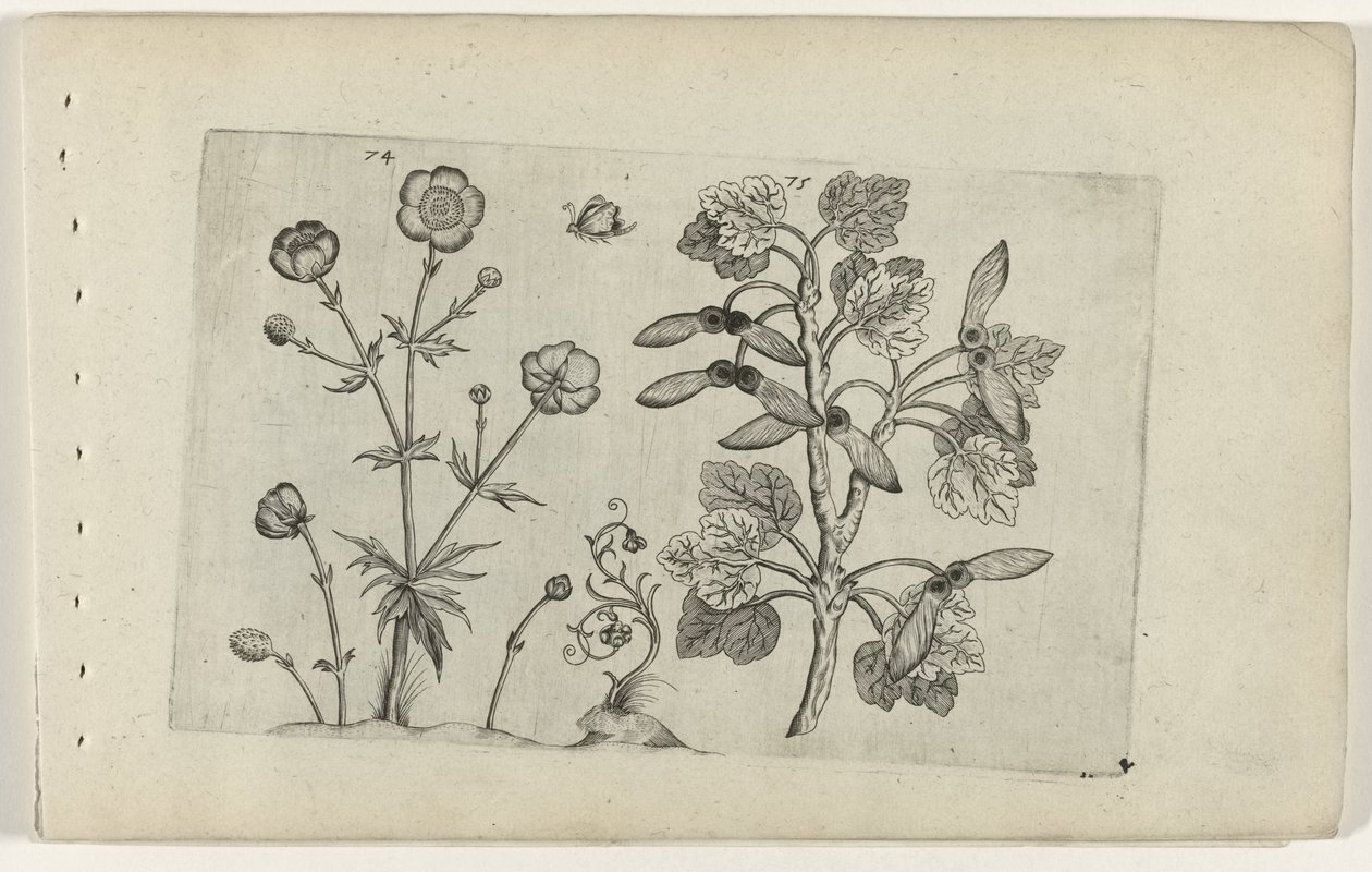 Scherpe boterbloem en veldesdoorn (Cognoscite lilia) door Crispijn van de Passe (I) (attributed to)