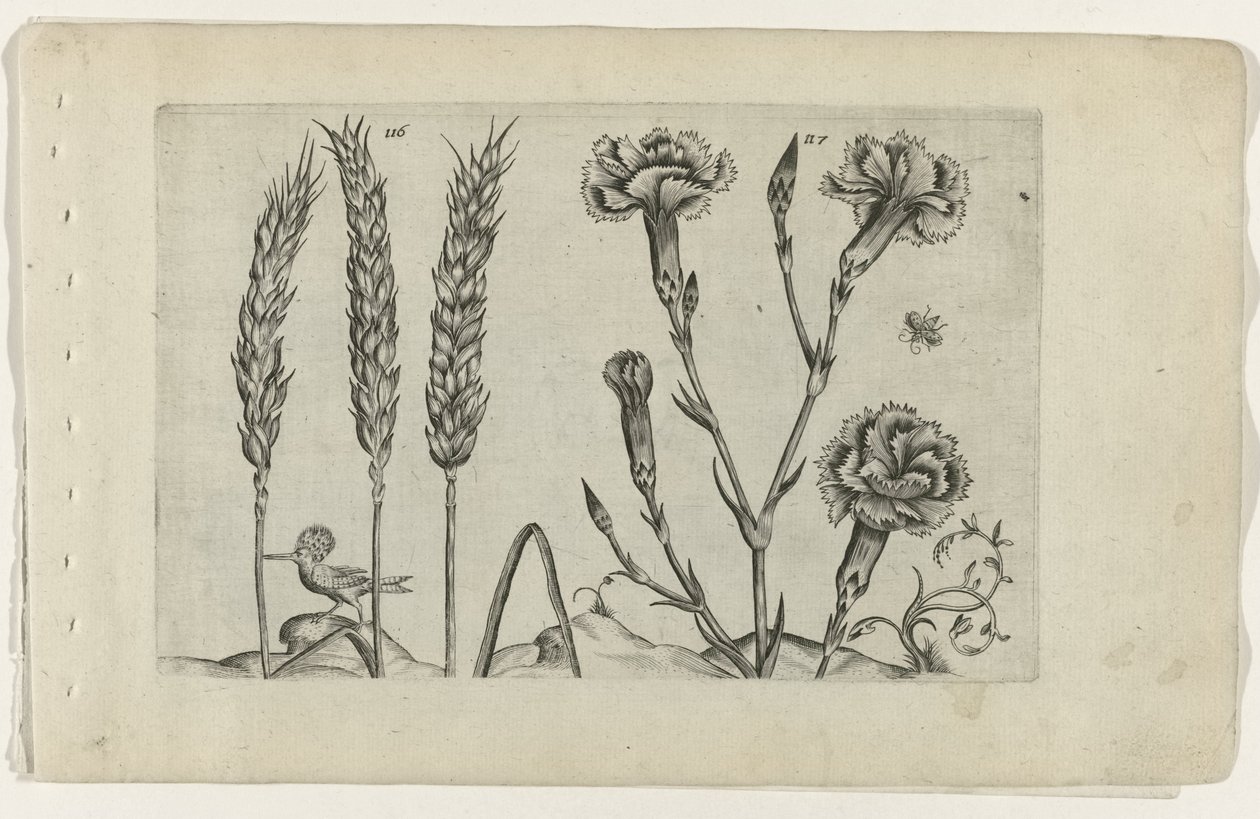 Tarwe en tuinanjer door Crispijn van de Passe (I) (attributed to)