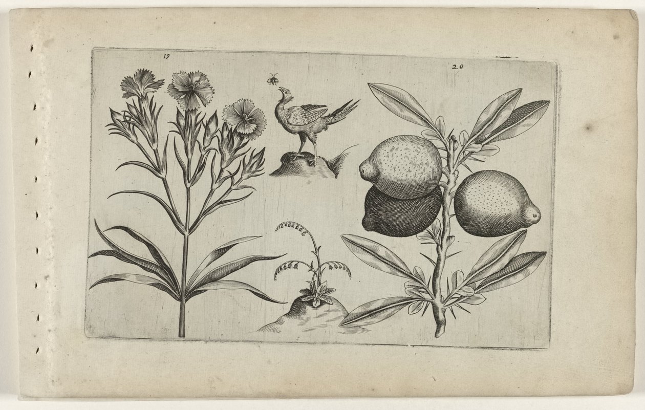 Tuinanjer en citroen door Crispijn van de Passe (I) (attributed to)