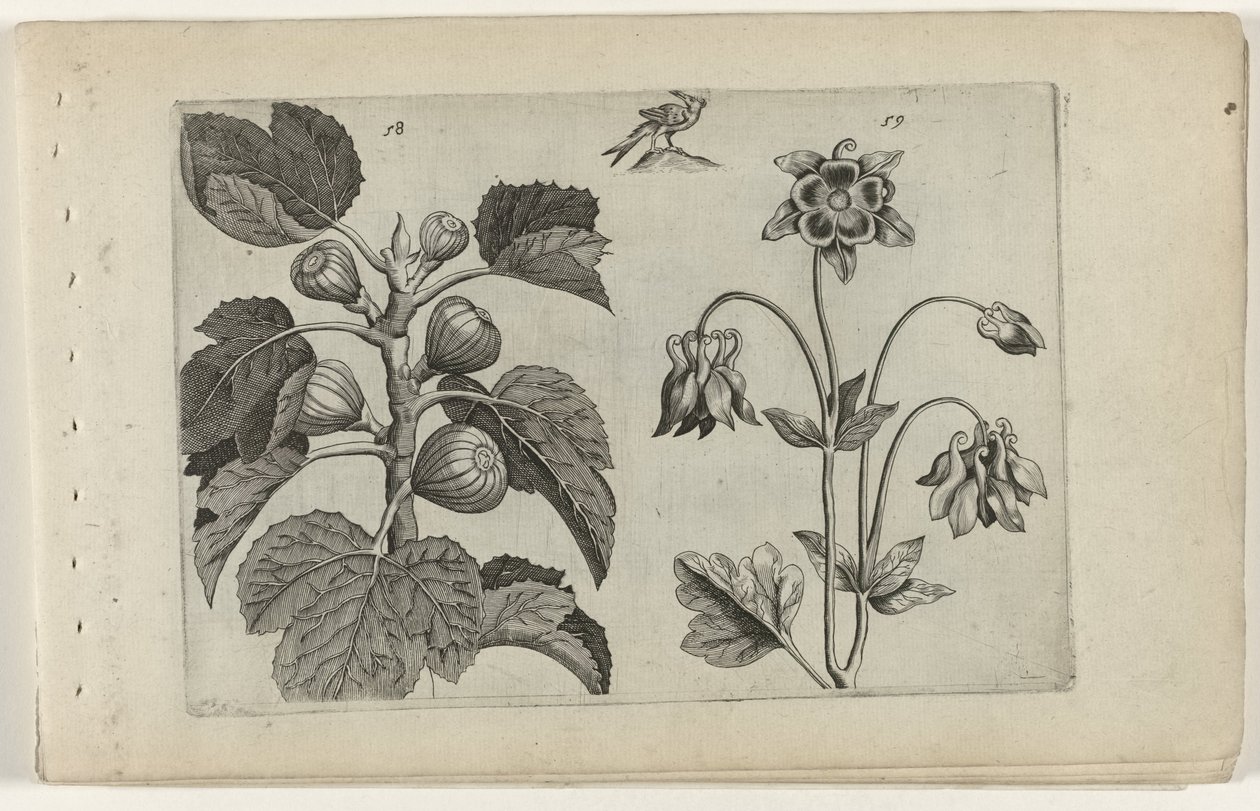 Vijgenboom en wilde akelei (Cognoscite lilia) door Crispijn van de Passe (I) (attributed to)