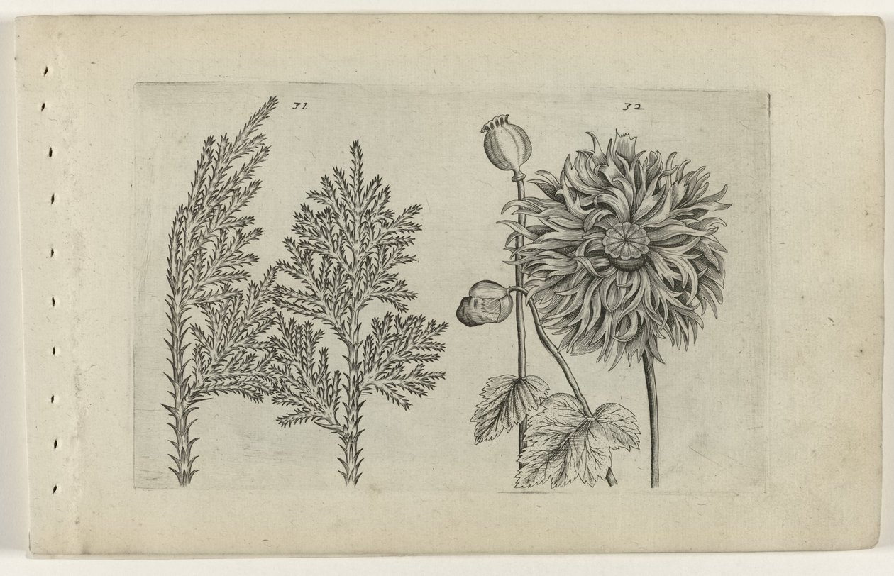 Zevenboom en slaapbol (Cognoscite lilia) door Crispijn van de Passe (I) (attributed to)