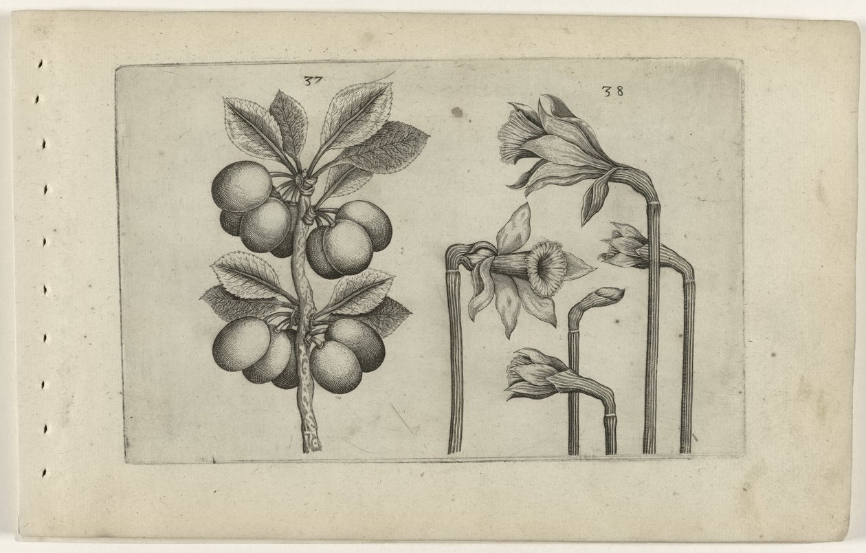 Zure kers en wilde narcis door Crispijn van de Passe (I) (attributed to)