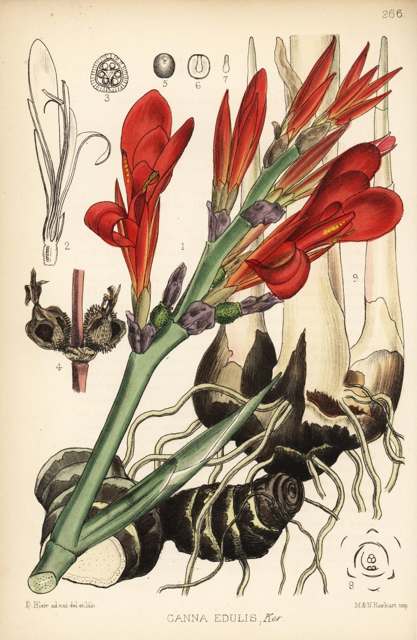 Indiase schiet, achira of meeru, Canna indica (Canna edulis). Handgekleurde lithografie door Hanhart naar een botanische illustratie door David Blair uit Robert Bentley en Henry Trimen