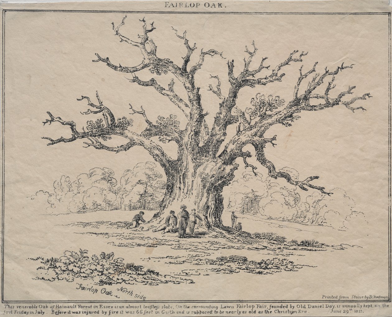 Fairlop Oak door D. H. Redman