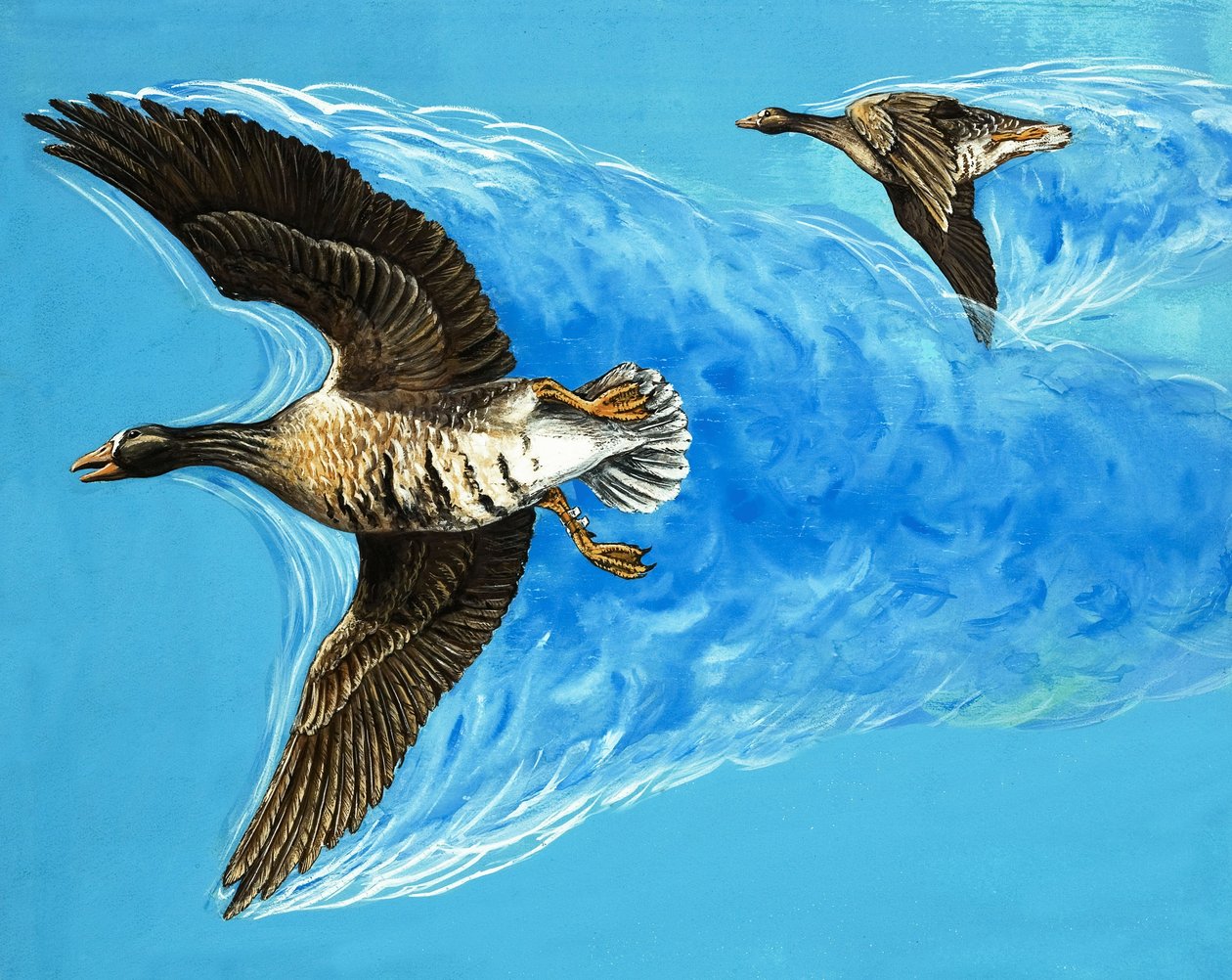 Turbulentie veroorzaakt door vliegende vogels door D. Makele.