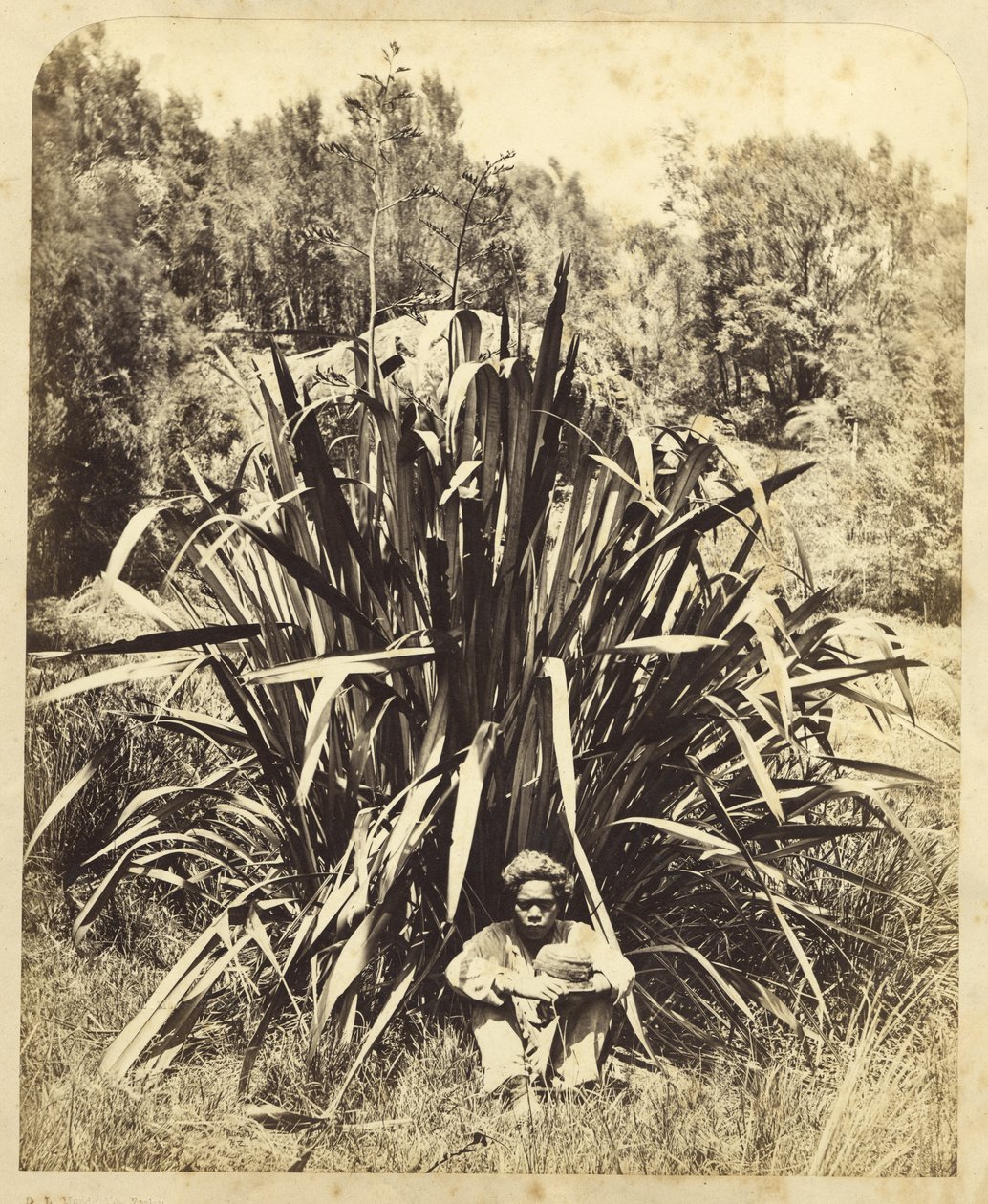 Studie van een vlasstruik met een inheemse jongen aan de Wairere-rivier, 1869 door Daniel Louis Mundy