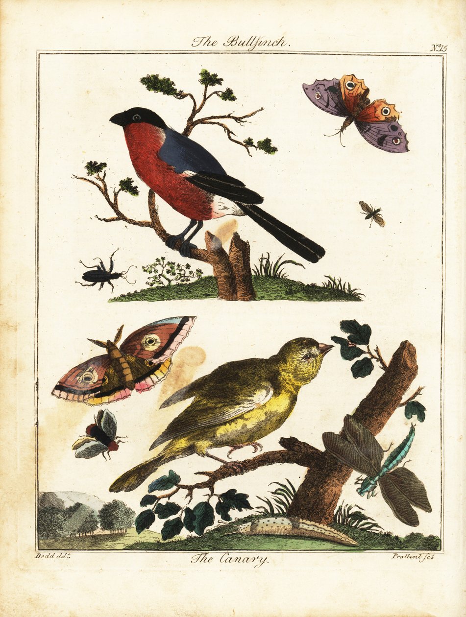 Goudvink, kanarie, vlinder, mot, enz. 1792 (gravure) door Daniel (after) Dodd